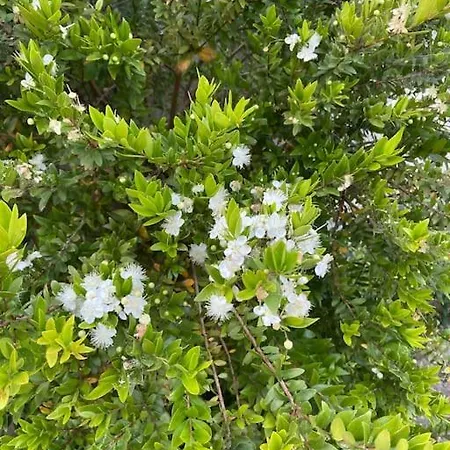 Διαμέρισμα Beautiful With Private Garden!! *